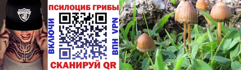 купить Рудня darknet состав Псилоцибиновые грибы MAGIC MUSHROOMS